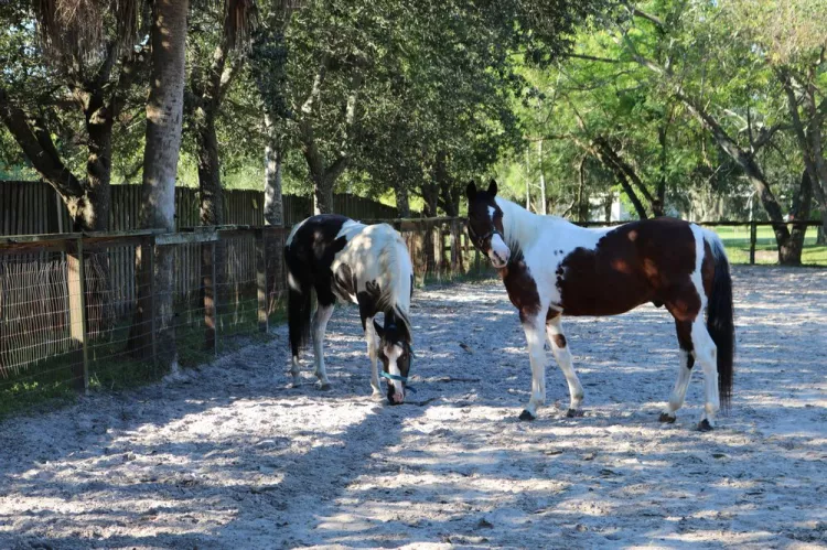 Southern Star Stables, Florida, Pinellas Park